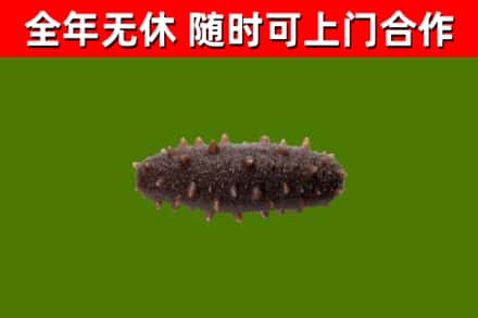 鹤壁回收海参干